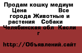 Продам кошку медиум › Цена ­ 6 000 000 - Все города Животные и растения » Собаки   . Челябинская обл.,Касли г.